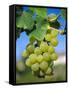 Bunch of Grapes, Champagne, France-Sylvain Grandadam-Framed Stretched Canvas