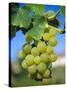 Bunch of Grapes, Champagne, France-Sylvain Grandadam-Stretched Canvas