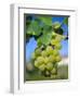 Bunch of Grapes, Champagne, France-Sylvain Grandadam-Framed Photographic Print