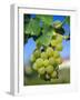 Bunch of Grapes, Champagne, France-Sylvain Grandadam-Framed Photographic Print