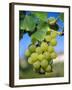 Bunch of Grapes, Champagne, France-Sylvain Grandadam-Framed Photographic Print