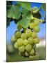 Bunch of Grapes, Champagne, France-Sylvain Grandadam-Mounted Photographic Print