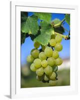 Bunch of Grapes, Champagne, France-Sylvain Grandadam-Framed Photographic Print