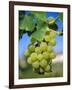 Bunch of Grapes, Champagne, France-Sylvain Grandadam-Framed Photographic Print