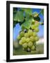 Bunch of Grapes, Champagne, France-Sylvain Grandadam-Framed Photographic Print