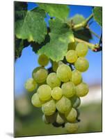 Bunch of Grapes, Champagne, France-Sylvain Grandadam-Mounted Photographic Print