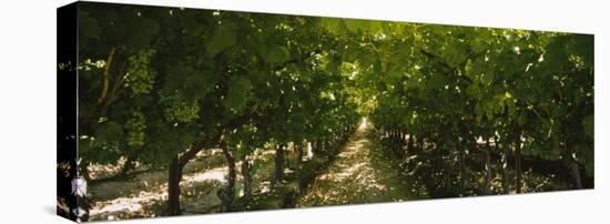 Bunch of Grapes in a Vineyard, Fillmore, California, USA-null-Stretched Canvas