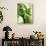 Bunch of Green Apples-Rick Barrentine-Stretched Canvas displayed on a wall