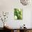 Bunch of Green Apples-Rick Barrentine-Photographic Print displayed on a wall