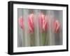 Bunch of pink and white tulips through window, Skagit Valley Tulip Festival.-Merrill Images-Framed Photographic Print