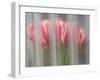 Bunch of pink and white tulips through window, Skagit Valley Tulip Festival.-Merrill Images-Framed Photographic Print