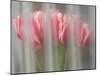 Bunch of pink and white tulips through window, Skagit Valley Tulip Festival.-Merrill Images-Mounted Photographic Print