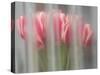 Bunch of pink and white tulips through window, Skagit Valley Tulip Festival.-Merrill Images-Stretched Canvas