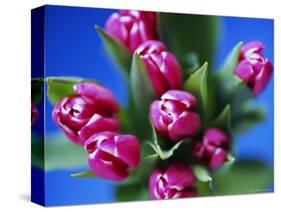 Bunch of Pink Tulips-David Tipling-Stretched Canvas