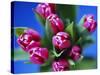 Bunch of Pink Tulips-David Tipling-Stretched Canvas