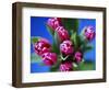 Bunch of Pink Tulips-David Tipling-Framed Photographic Print