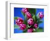 Bunch of Pink Tulips-David Tipling-Framed Photographic Print