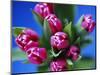 Bunch of Pink Tulips-David Tipling-Mounted Photographic Print