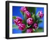 Bunch of Pink Tulips-David Tipling-Framed Photographic Print