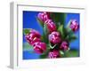 Bunch of Pink Tulips-David Tipling-Framed Photographic Print