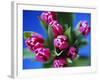 Bunch of Pink Tulips-David Tipling-Framed Photographic Print