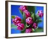 Bunch of Pink Tulips-David Tipling-Framed Photographic Print