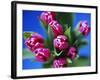 Bunch of Pink Tulips-David Tipling-Framed Photographic Print