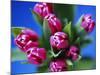 Bunch of Pink Tulips-David Tipling-Mounted Photographic Print