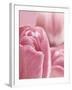 Bunch of Pink Tulips-null-Framed Photographic Print