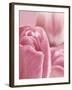 Bunch of Pink Tulips-null-Framed Photographic Print