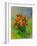 Bunch Of Poppies-Pol Ledent-Framed Art Print