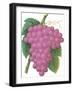 Bunch of Purple Grapes-null-Framed Art Print