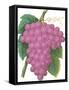 Bunch of Purple Grapes-null-Framed Stretched Canvas