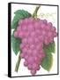 Bunch of Purple Grapes-null-Framed Stretched Canvas