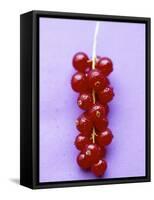 Bunch of Redcurrants-Marc O^ Finley-Framed Stretched Canvas