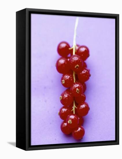 Bunch of Redcurrants-Marc O^ Finley-Framed Stretched Canvas