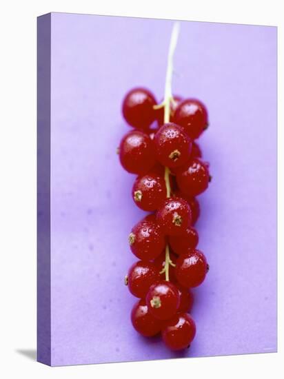 Bunch of Redcurrants-Marc O^ Finley-Stretched Canvas