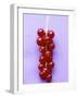 Bunch of Redcurrants-Marc O^ Finley-Framed Photographic Print