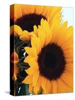 Bunch of Sunflowers-null-Stretched Canvas