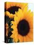 Bunch of Sunflowers-null-Stretched Canvas