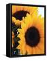 Bunch of Sunflowers-null-Framed Stretched Canvas