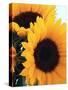 Bunch of Sunflowers-null-Stretched Canvas