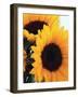 Bunch of Sunflowers-null-Framed Photographic Print