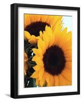 Bunch of Sunflowers-null-Framed Photographic Print