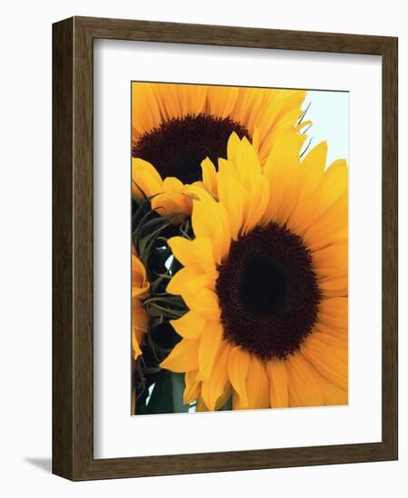 Bunch of Sunflowers-null-Framed Photographic Print