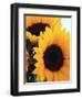 Bunch of Sunflowers-null-Framed Photographic Print