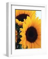Bunch of Sunflowers-null-Framed Photographic Print