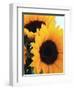 Bunch of Sunflowers-null-Framed Photographic Print