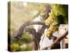 Bunch of White Grapes in the Vineyard-Antonio Gravante-Stretched Canvas