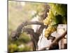 Bunch of White Grapes in the Vineyard-Antonio Gravante-Mounted Photographic Print